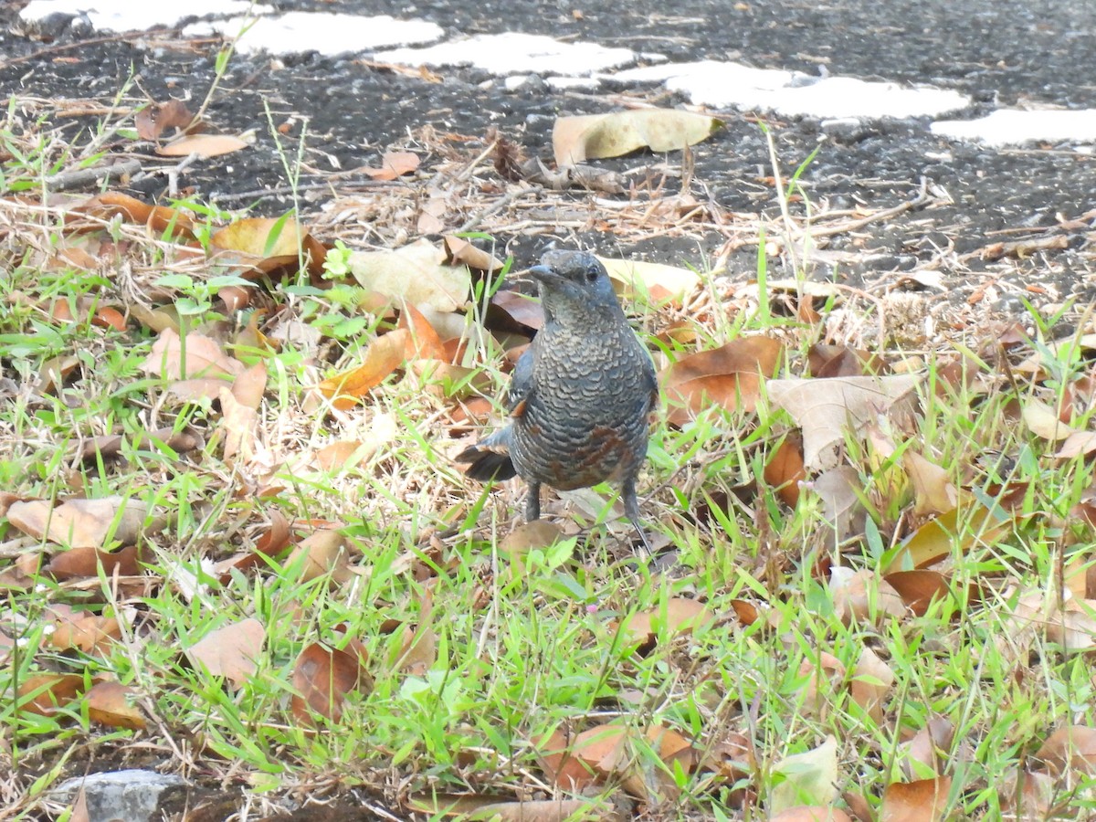 Blue Rock-Thrush - ML647063397