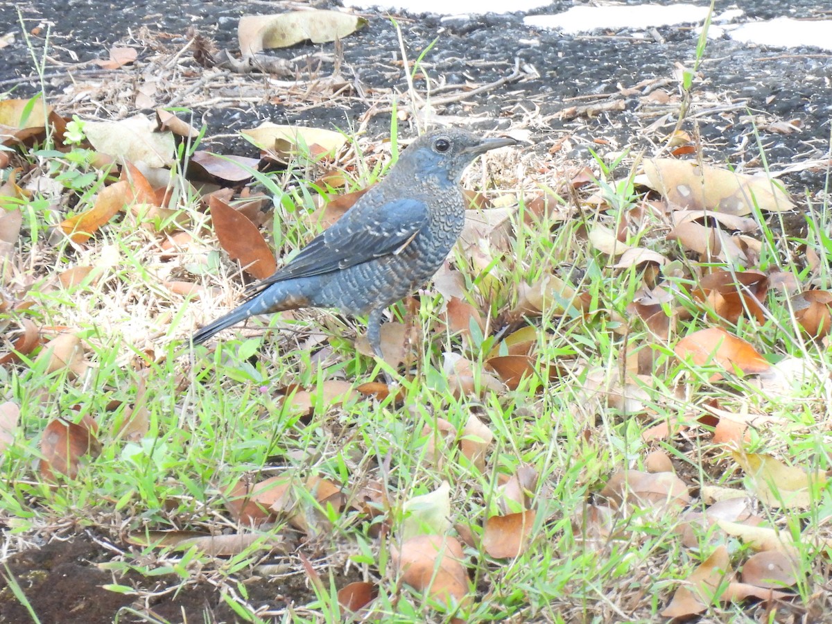 Blue Rock-Thrush - ML647063398