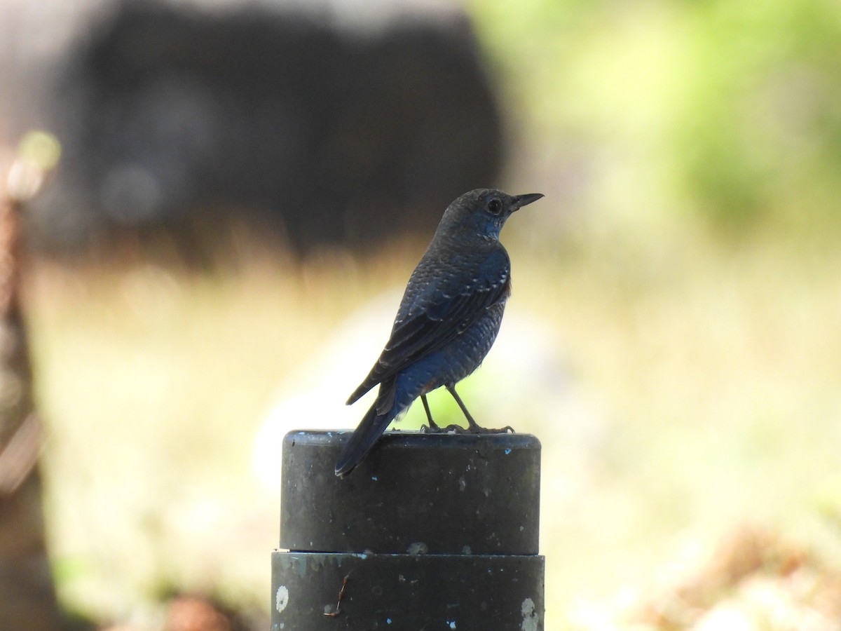 Blue Rock-Thrush - ML647063399
