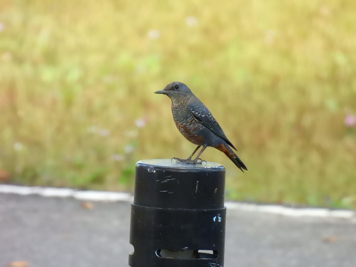 Blue Rock-Thrush - ML647063400