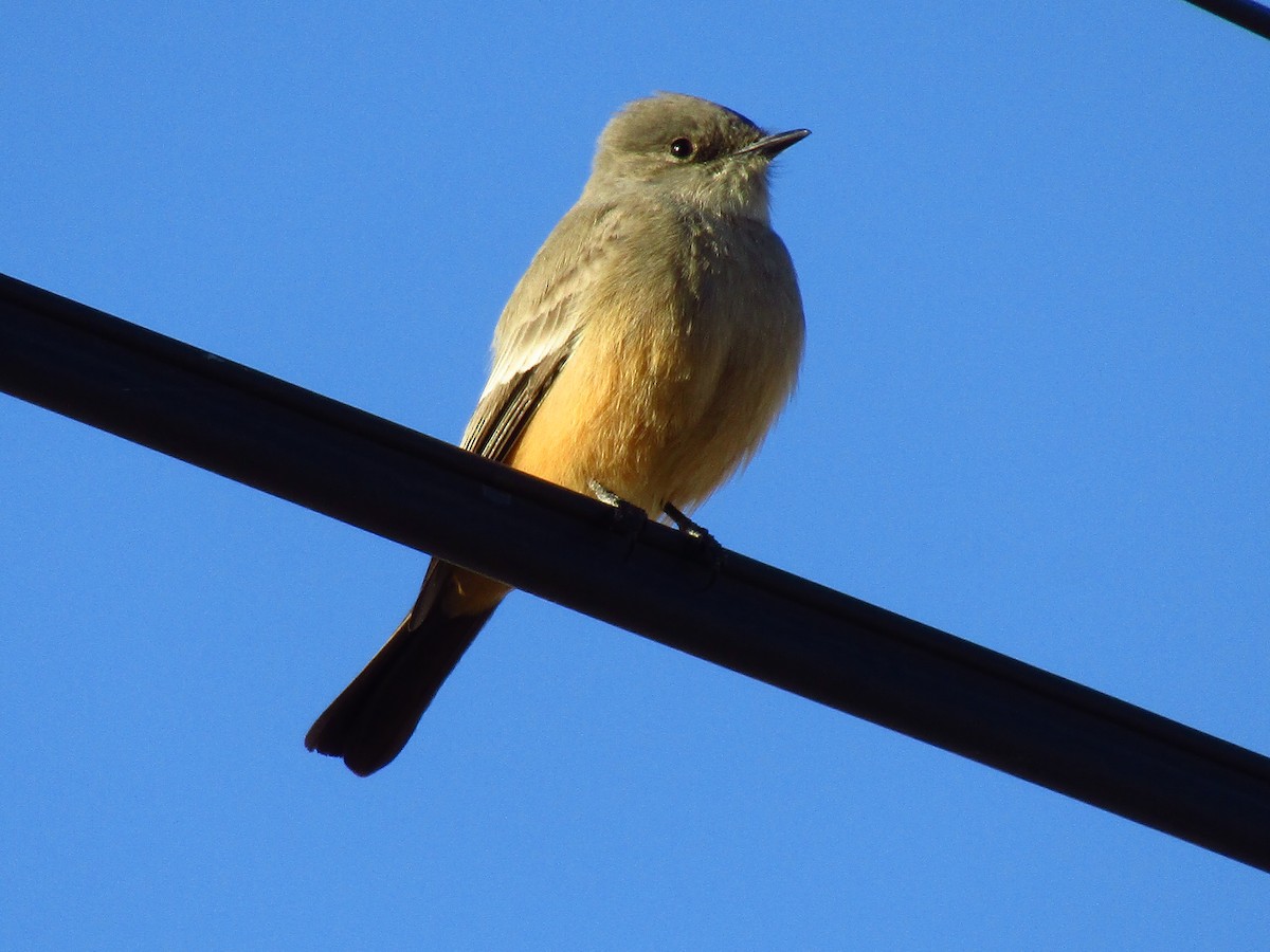 Say's Phoebe - ML647063401