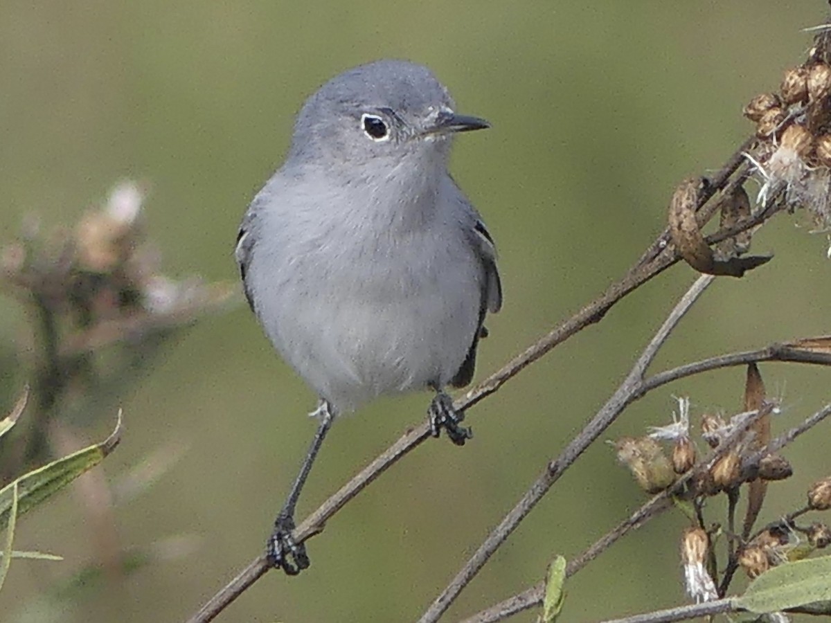 Blue-gray Gnatcatcher - ML647063403