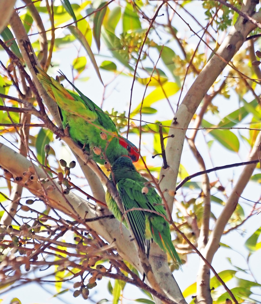 Musk Lorikeet - ML647063404