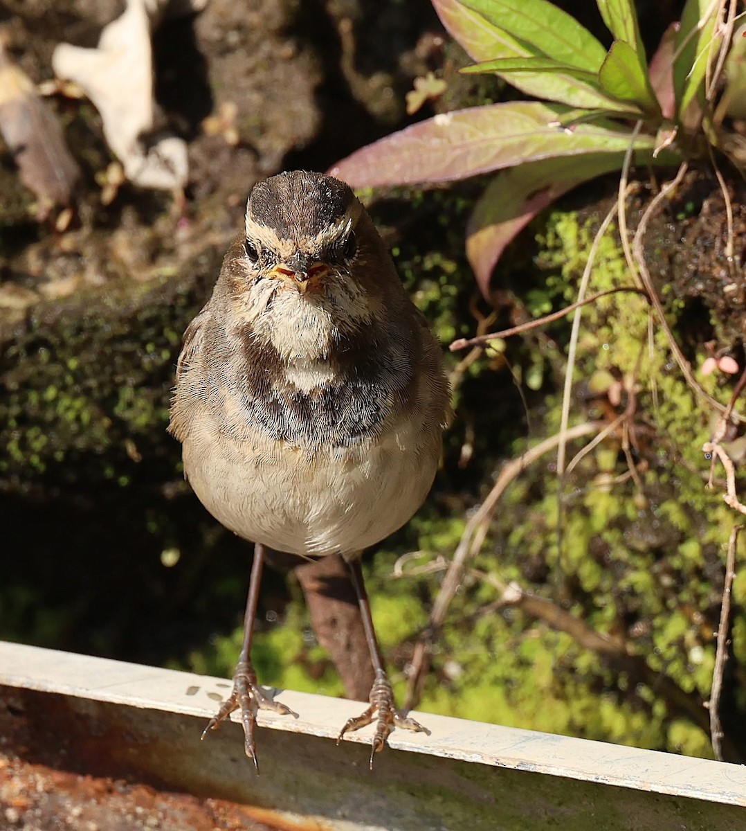 Bluethroat - ML647063405
