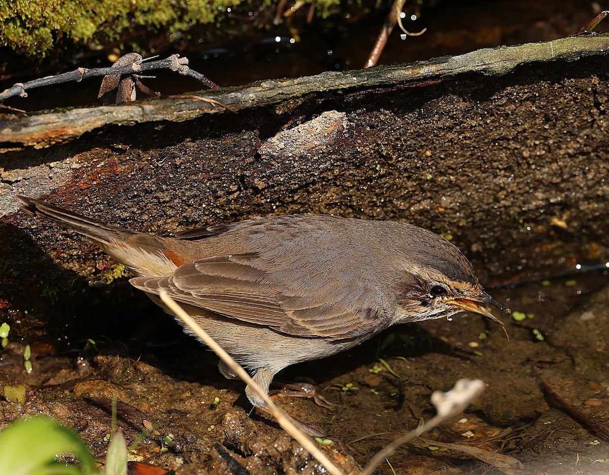 Bluethroat - ML647063406