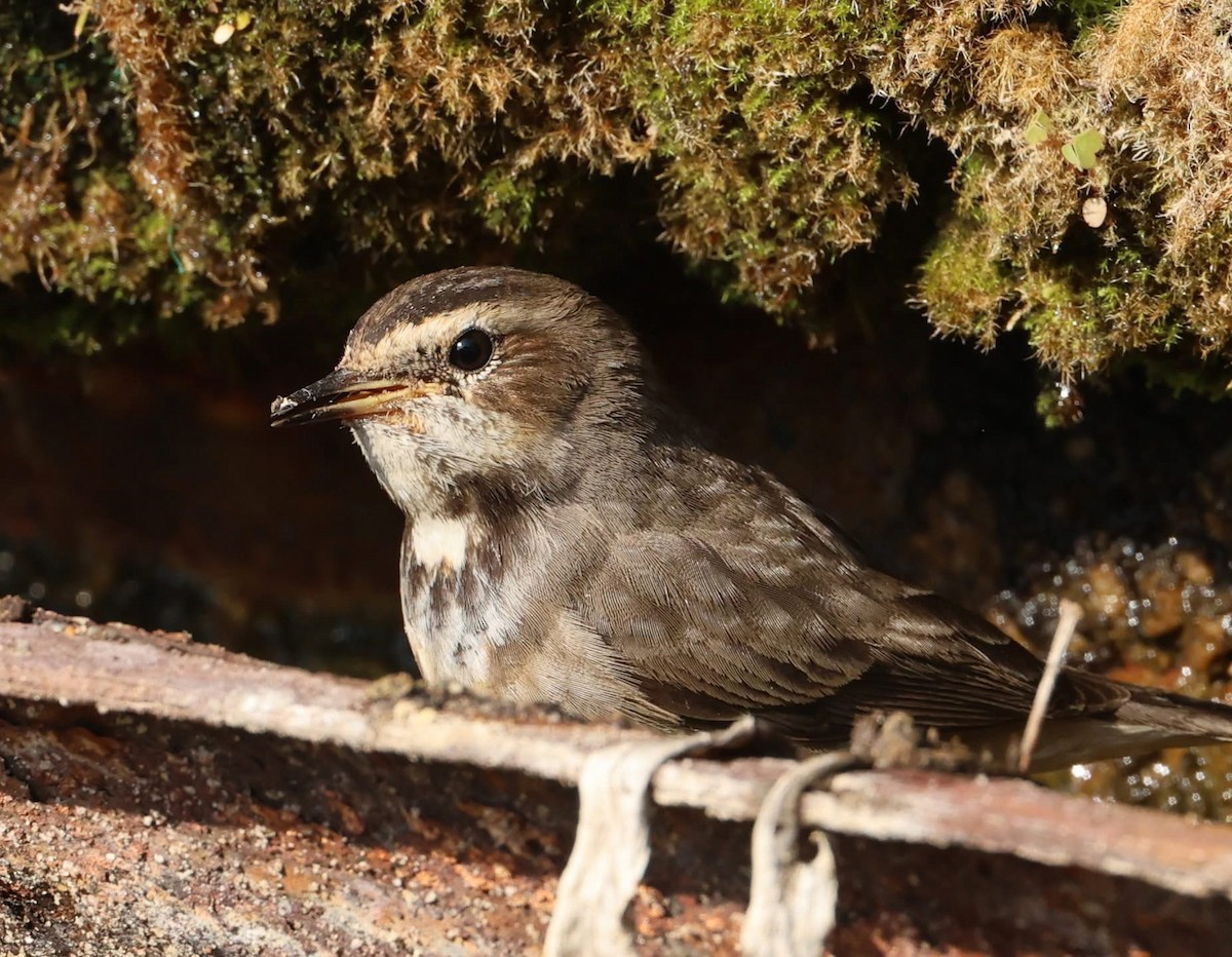 Bluethroat - ML647063407
