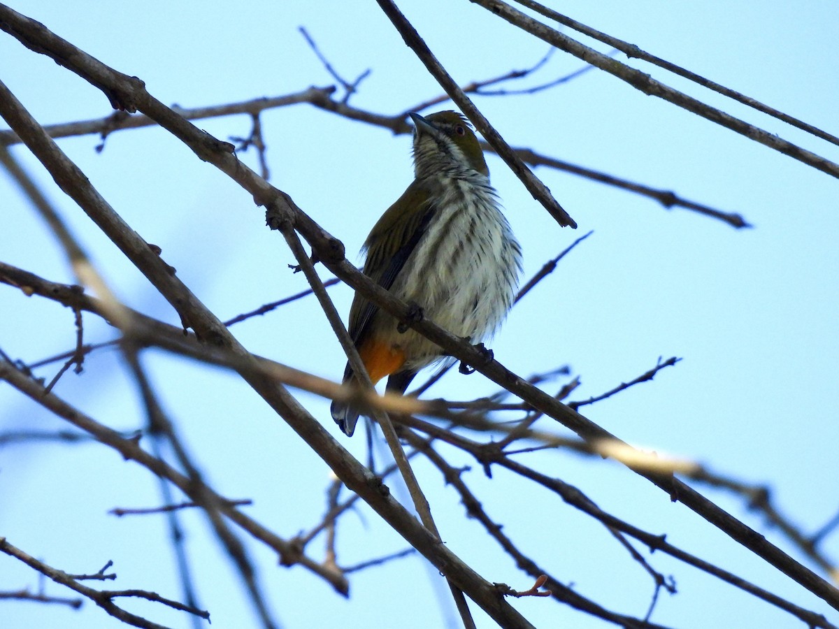 květozob prostý - ML647063411
