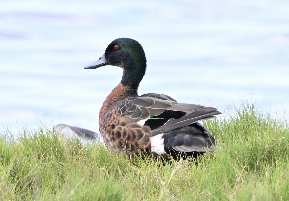 Chestnut Teal - ML647063416