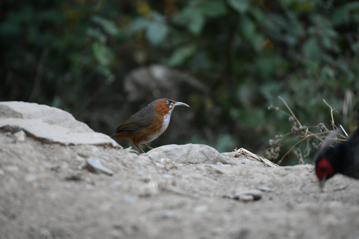 Rusty-cheeked Scimitar-Babbler - ML647063419