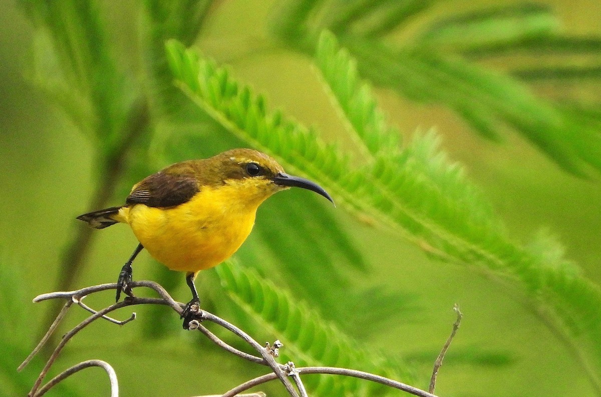 Sahul Sunbird - ML647063428
