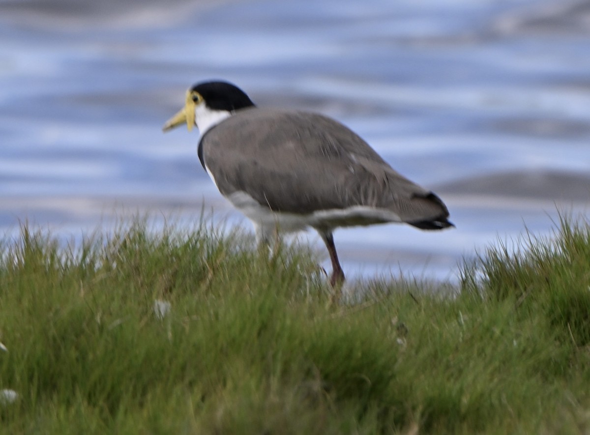 Hegabera maskaraduna - ML647063429