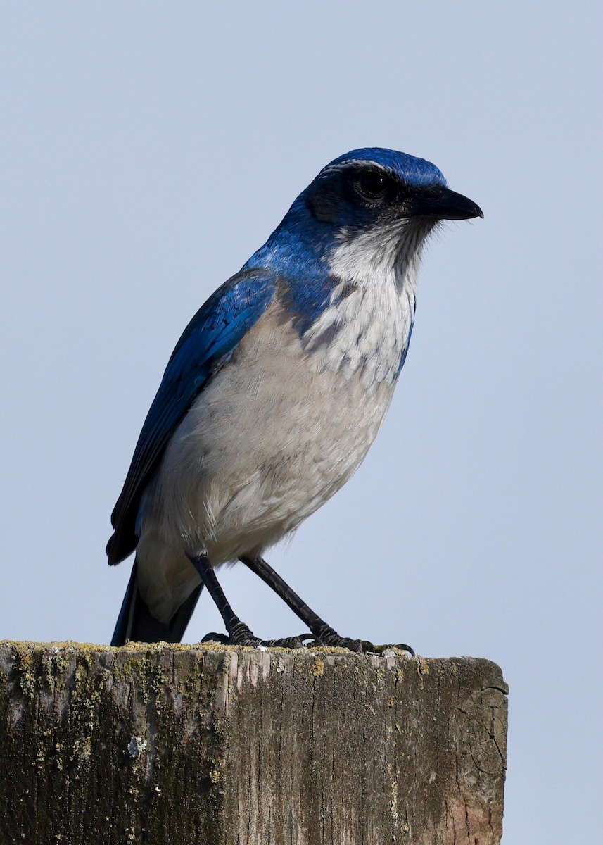 California Scrub-Jay - ML647063434