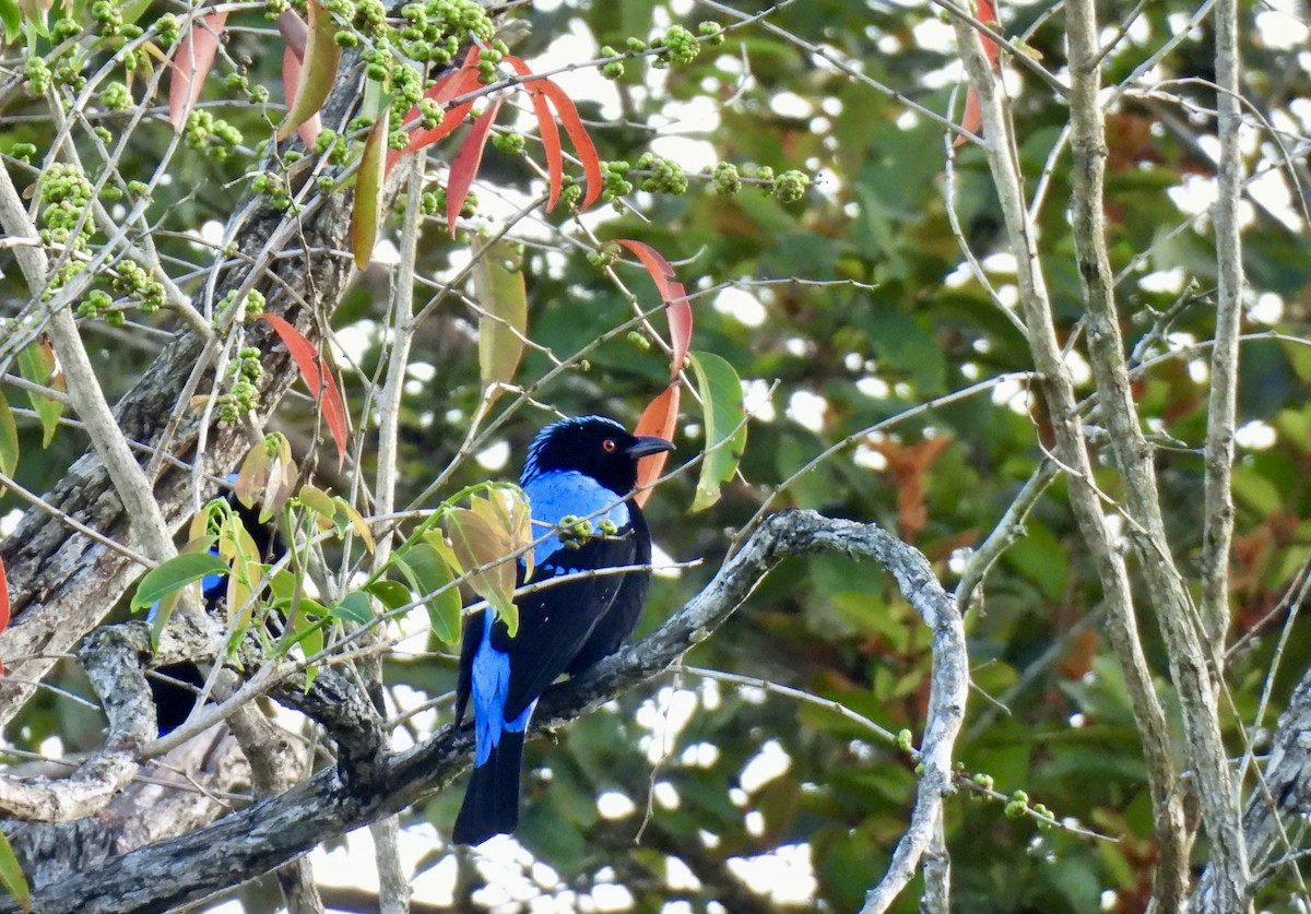 irena tyrkysová - ML647063437