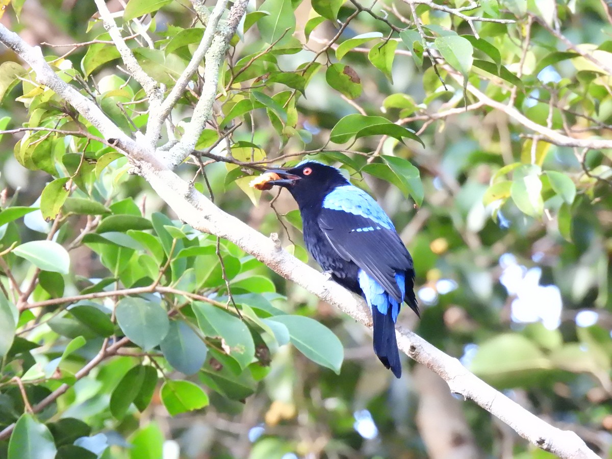 irena tyrkysová - ML647063438