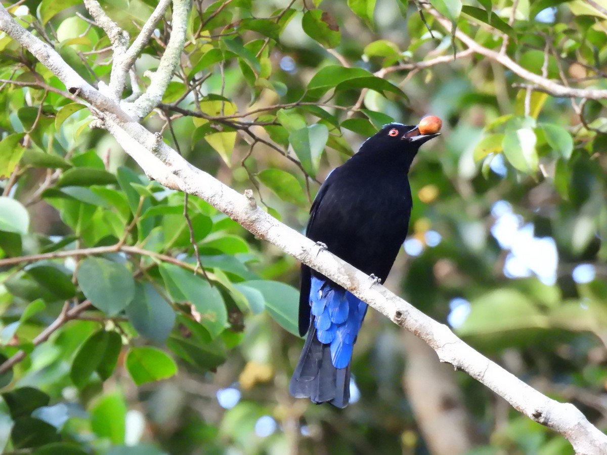 irena tyrkysová - ML647063439