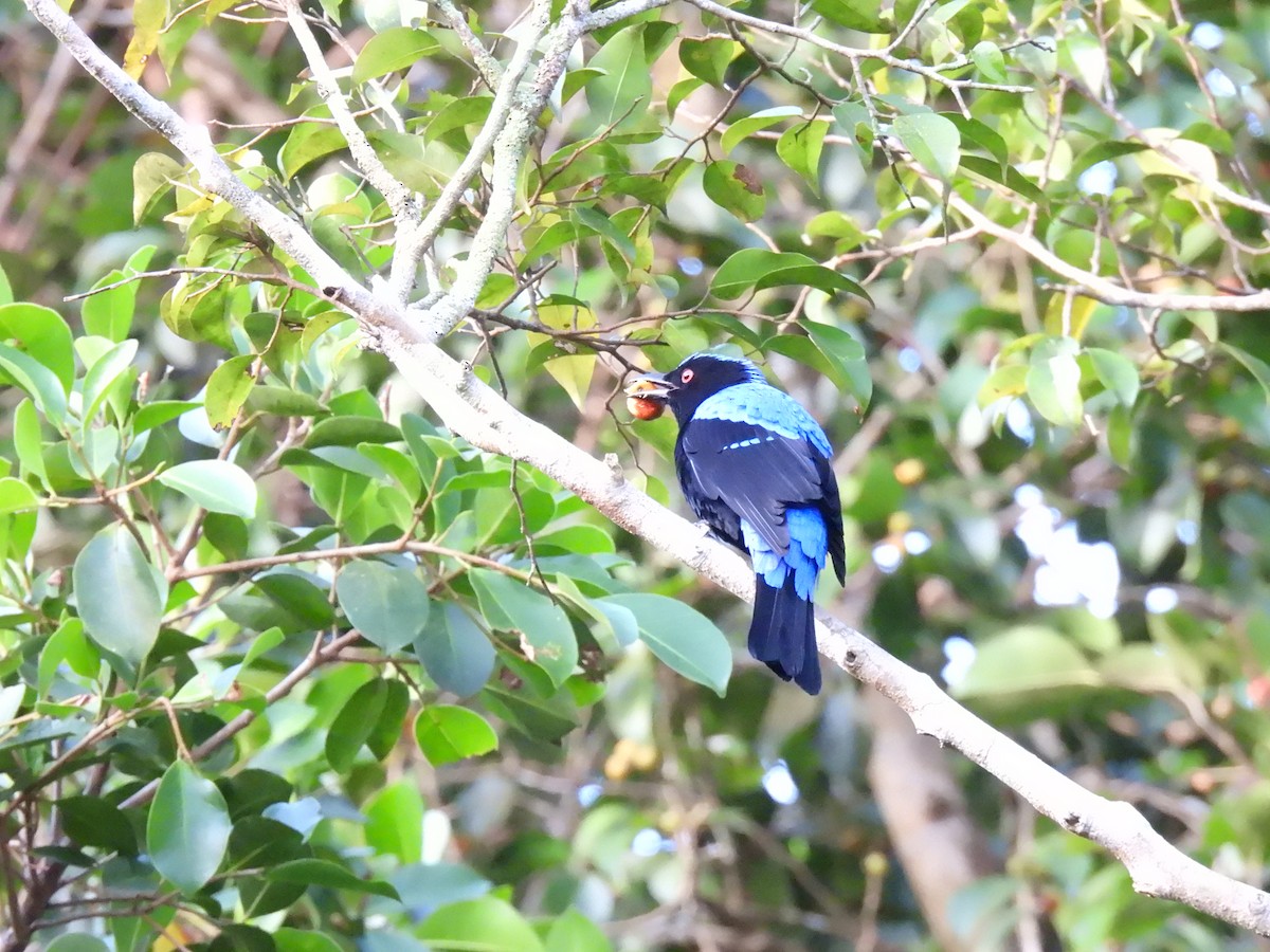 irena tyrkysová - ML647063440