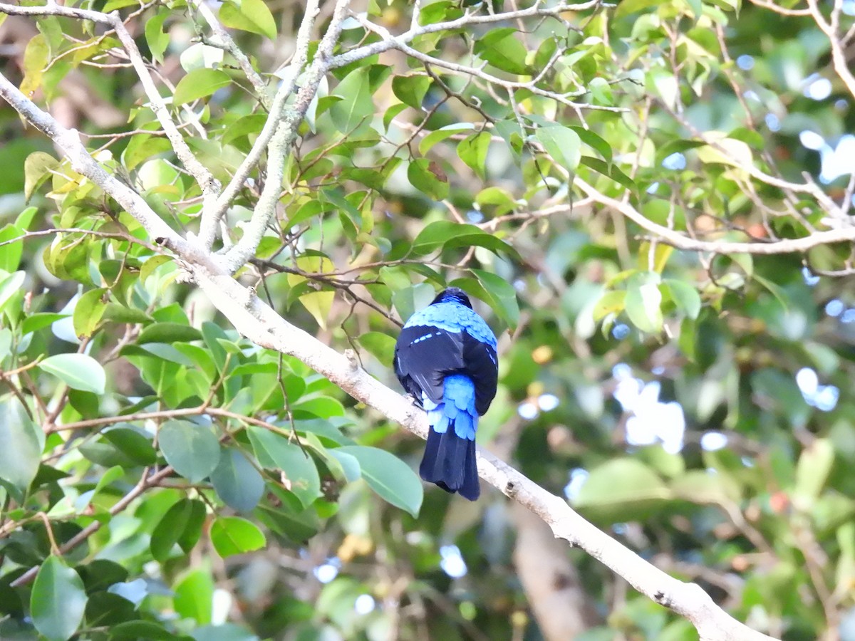 irena tyrkysová - ML647063441