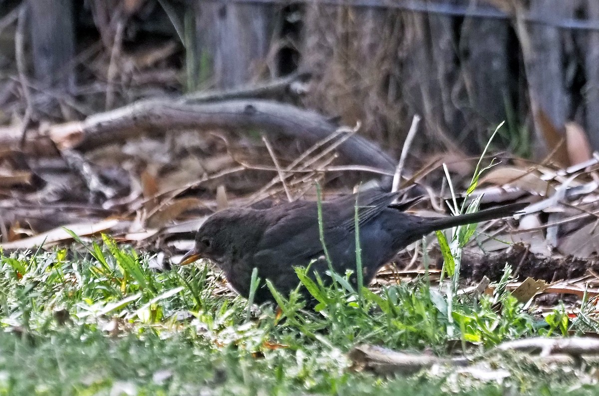 Eurasian Blackbird - ML647063442