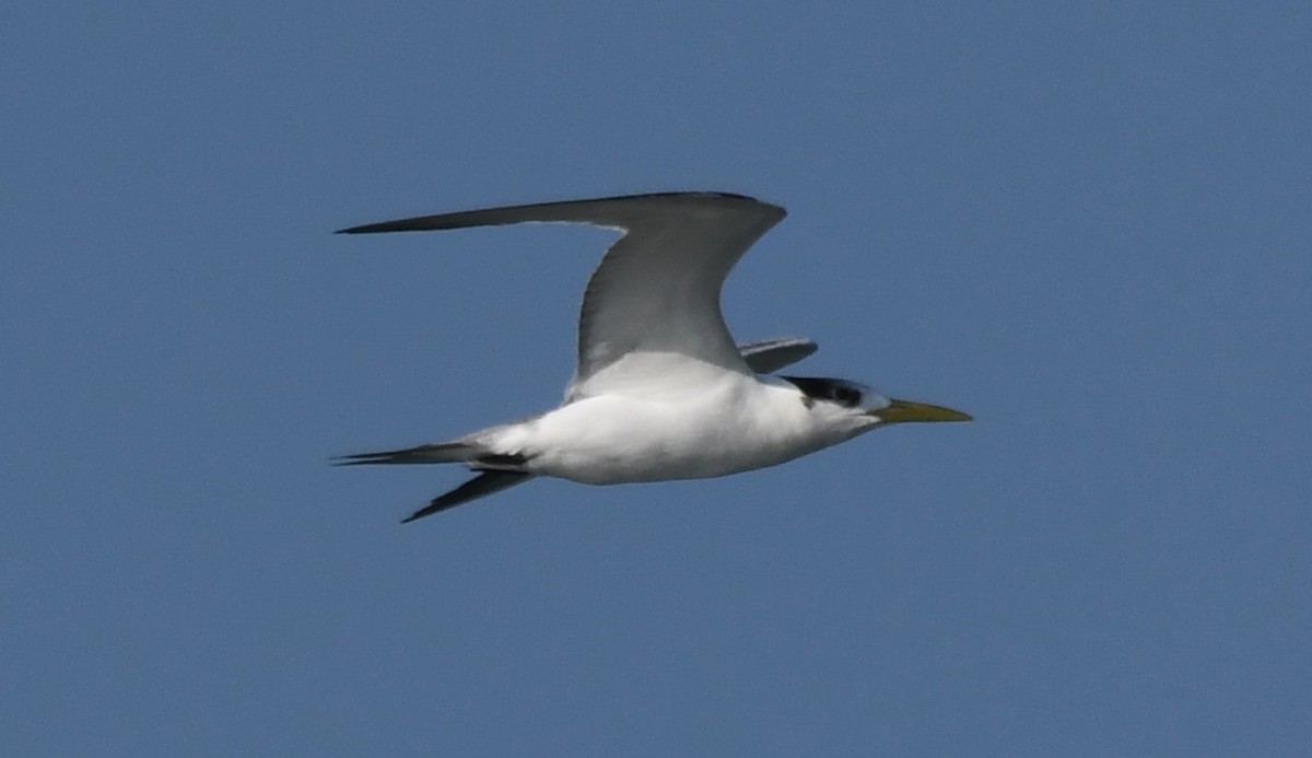 שחפית צהובת-מקור - ML647063443