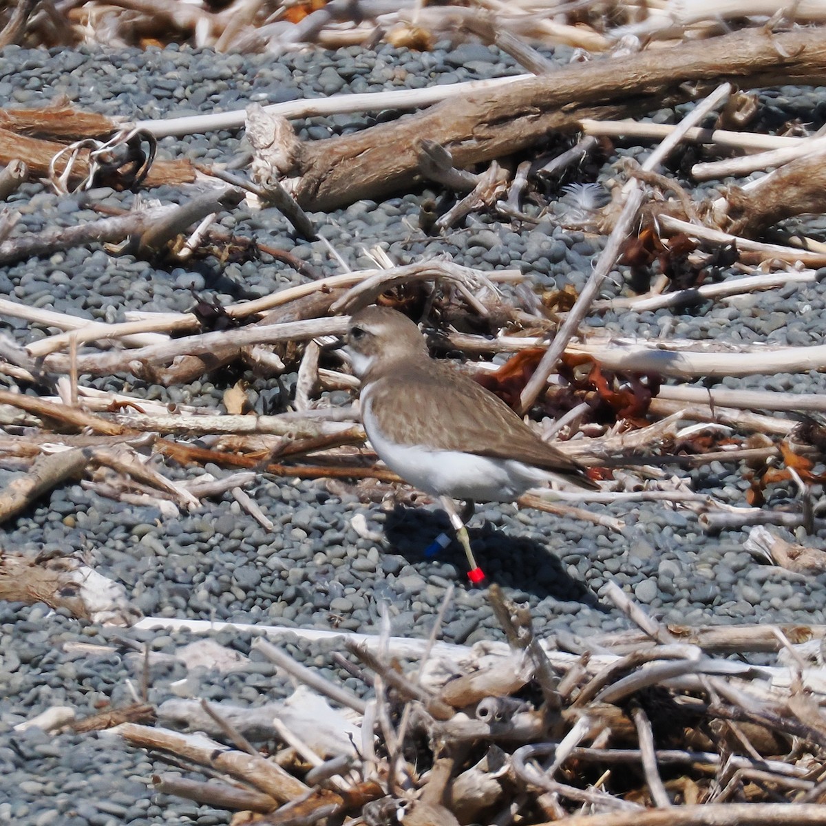 チャオビチドリ - ML647063444