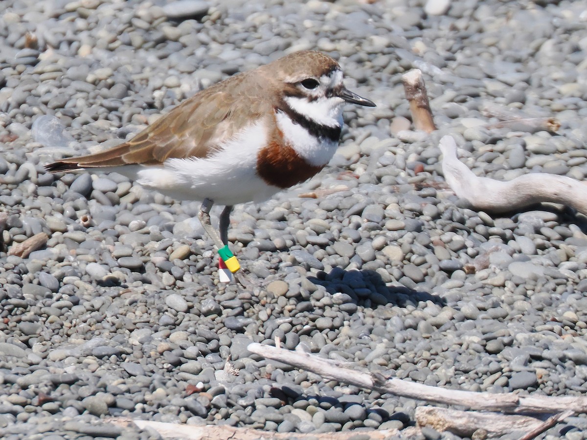 チャオビチドリ - ML647063445