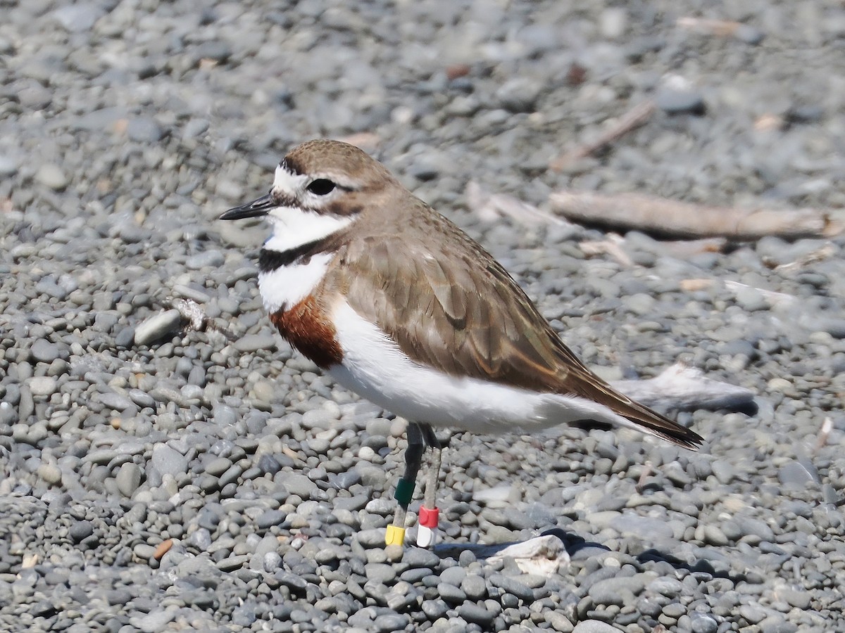 チャオビチドリ - ML647063446