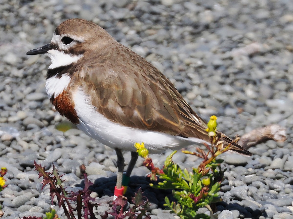 チャオビチドリ - ML647063447