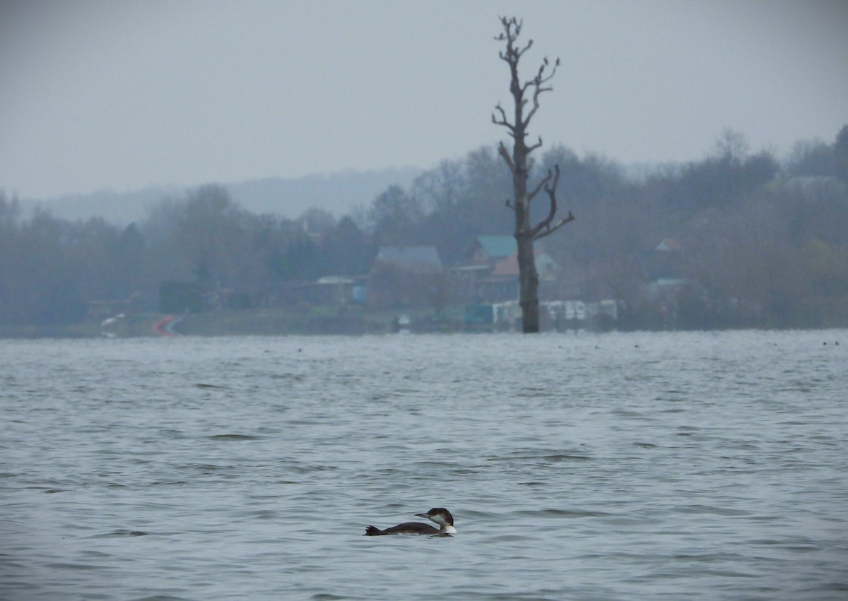 Common Loon - ML647063448