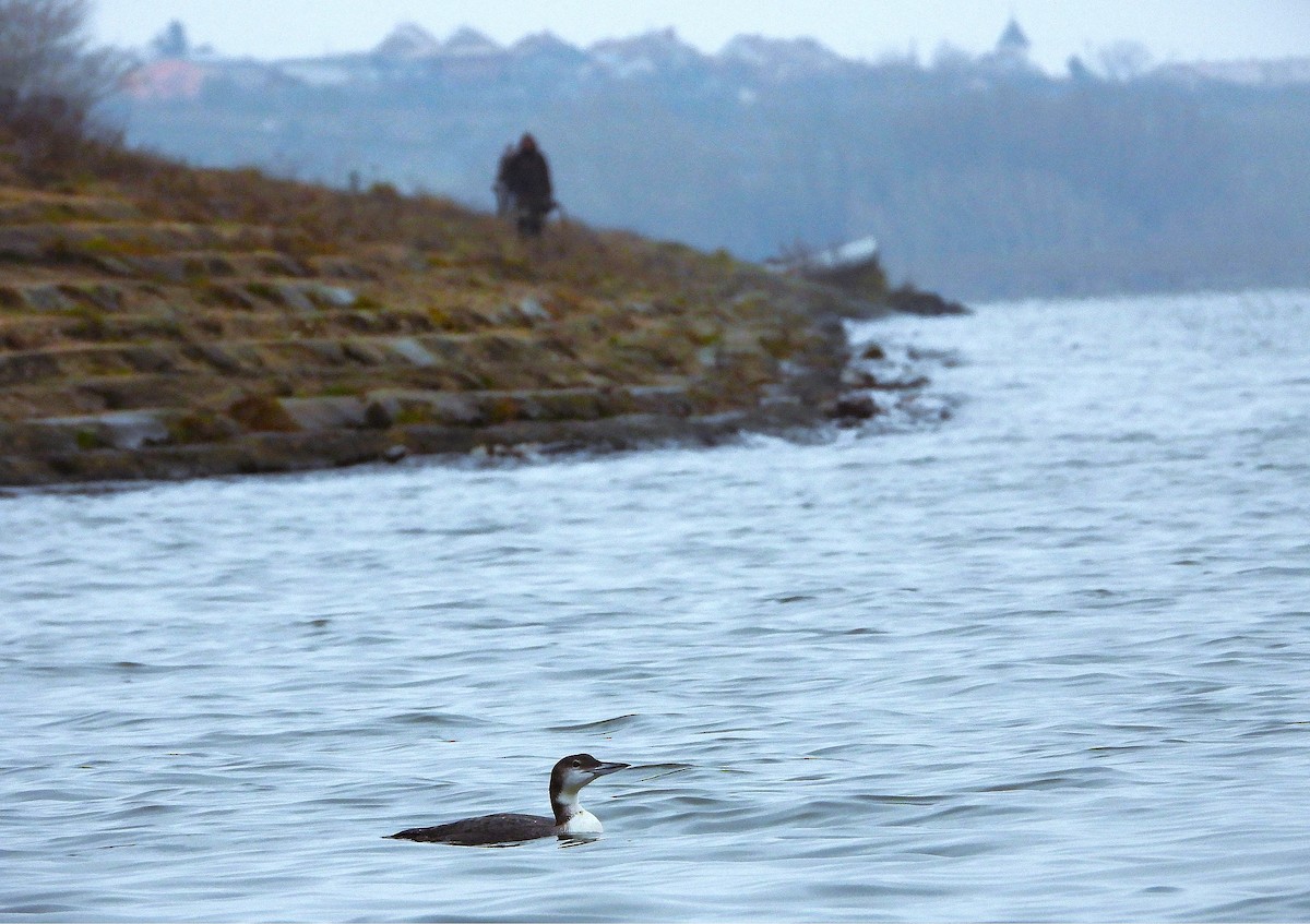 Common Loon - ML647063449