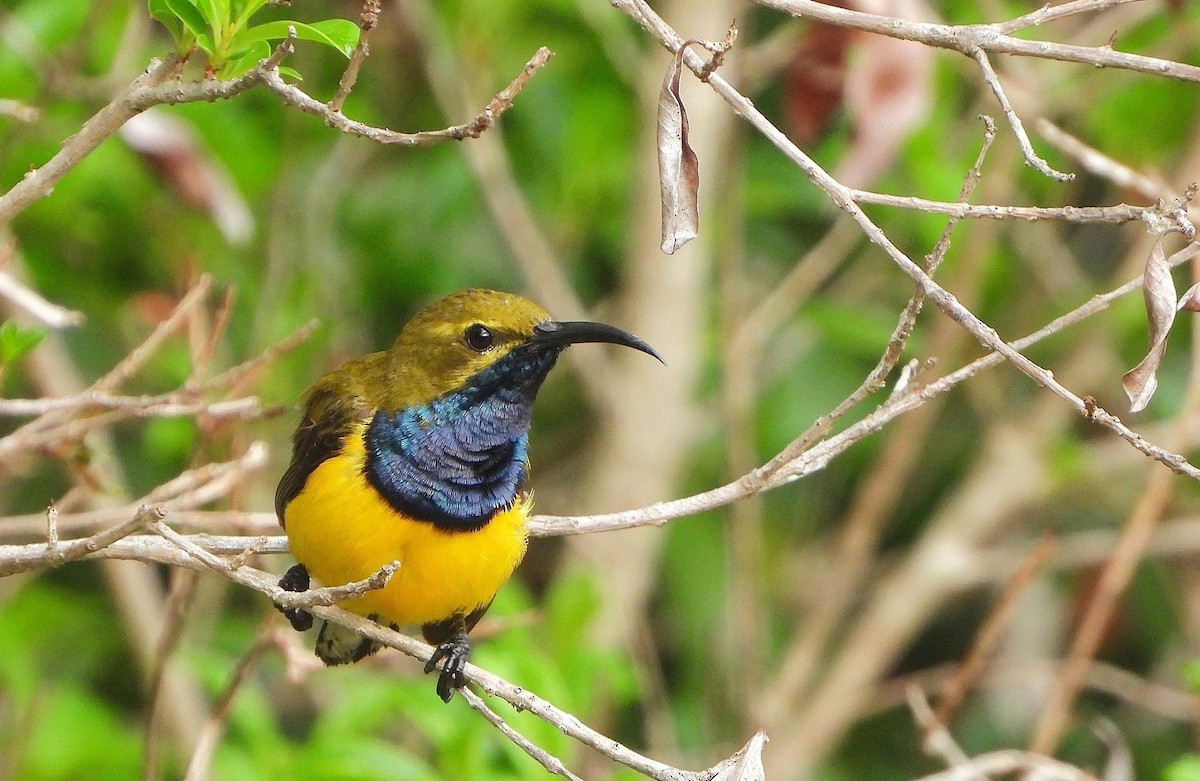 Sahul Sunbird - ML647063454