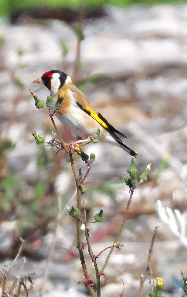 ゴシキヒワ - ML647063455