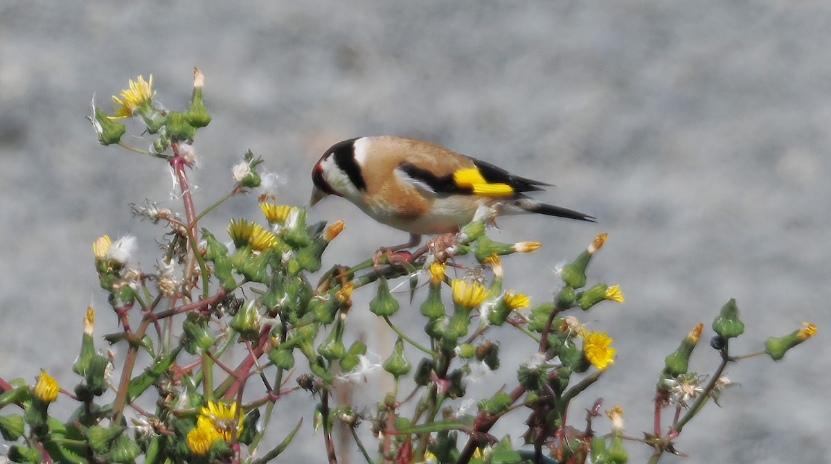 ゴシキヒワ - ML647063456