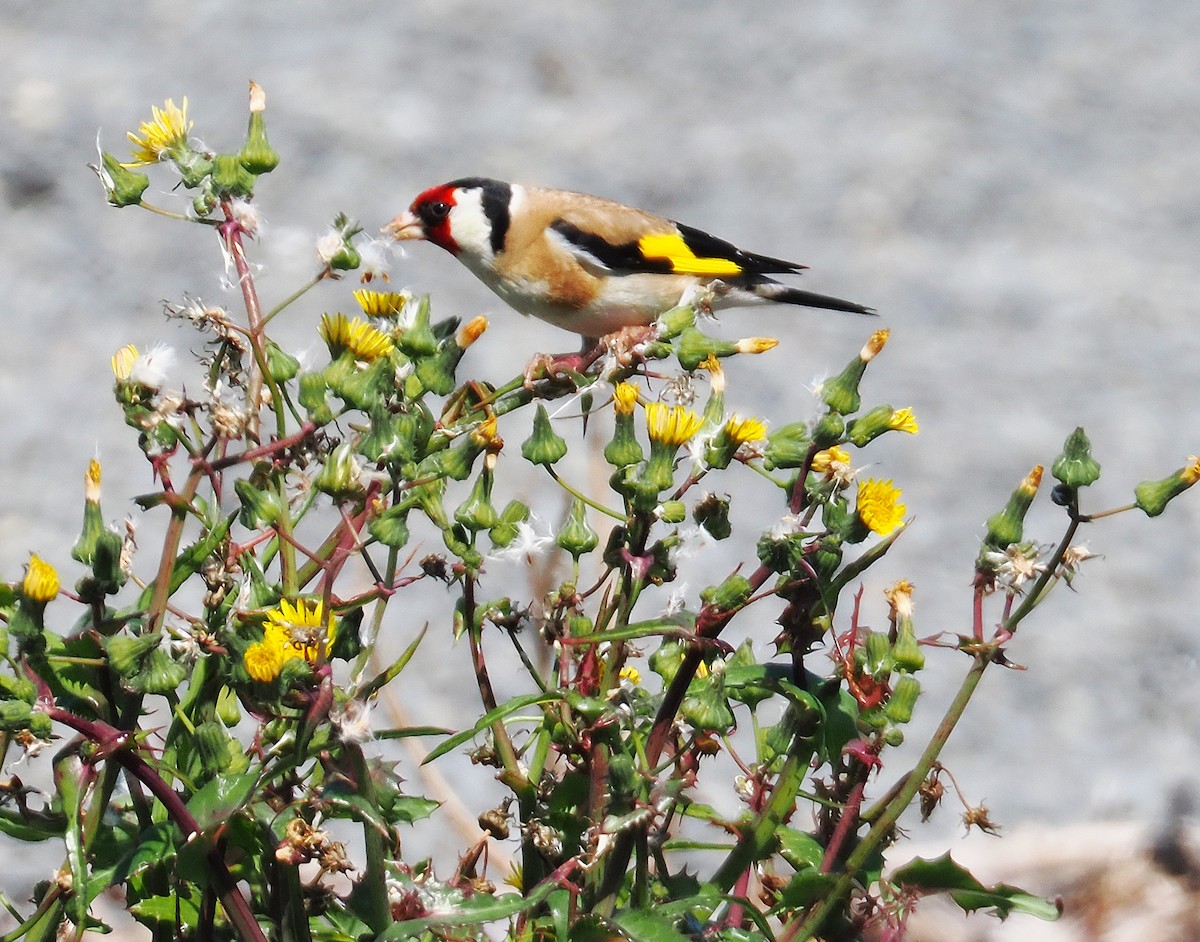 European Goldfinch - ML647063457