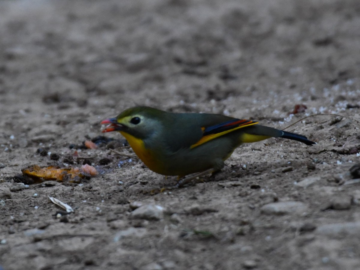 Red-billed Leiothrix - ML647063458