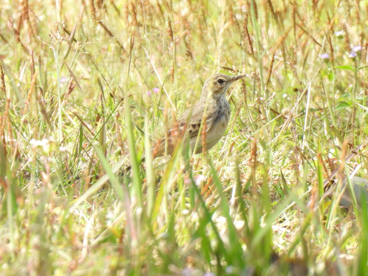 Paddyfield Pipit - ML647063459
