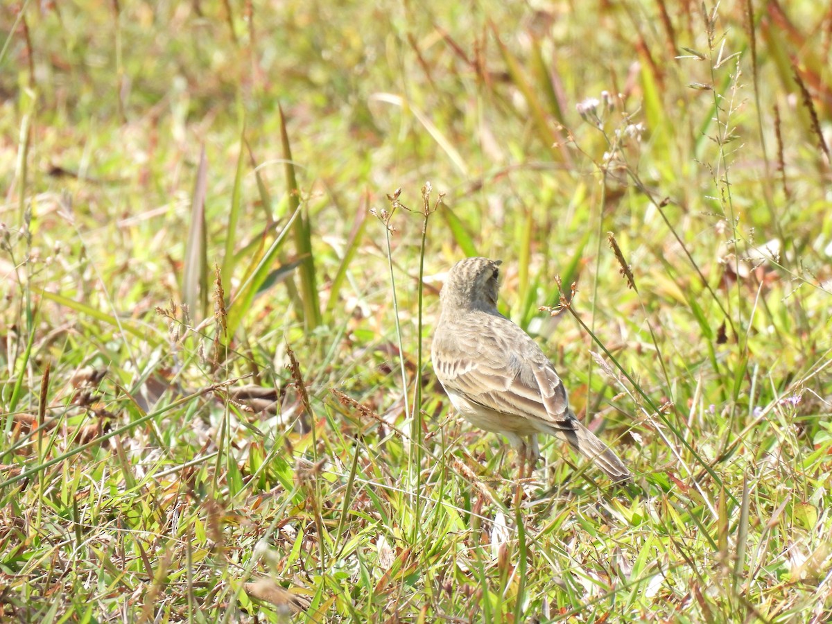 Paddyfield Pipit - ML647063460