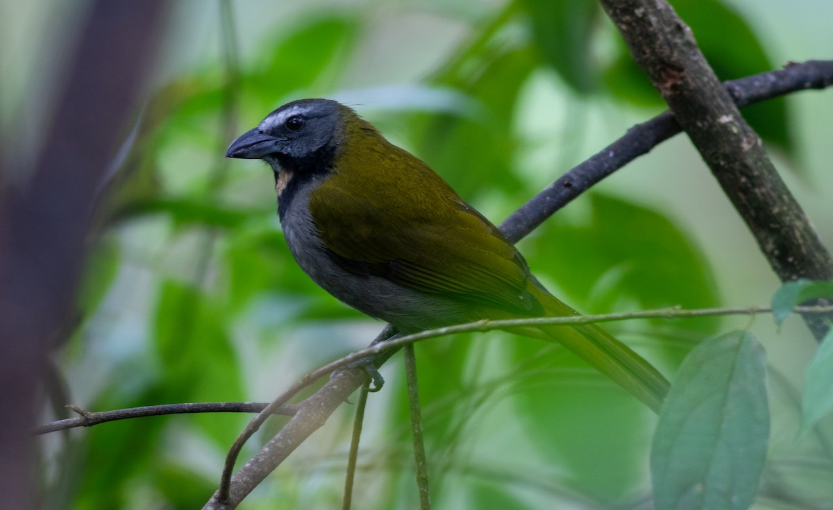 Buff-throated Saltator - ML647063461