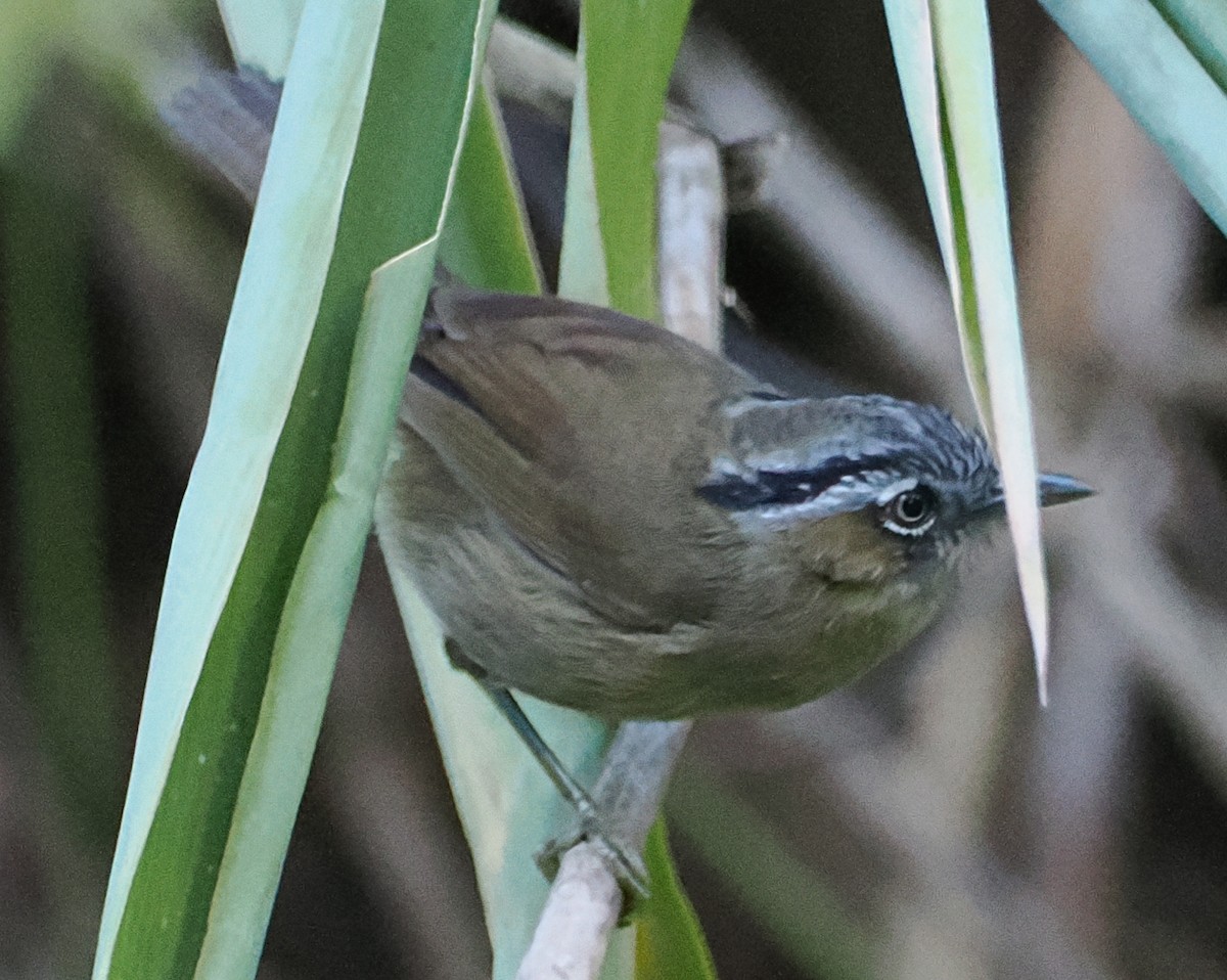 Gray-throated Babbler - ML647063463
