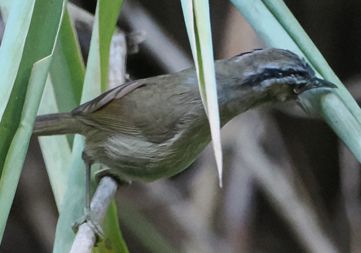 Gray-throated Babbler - ML647063464