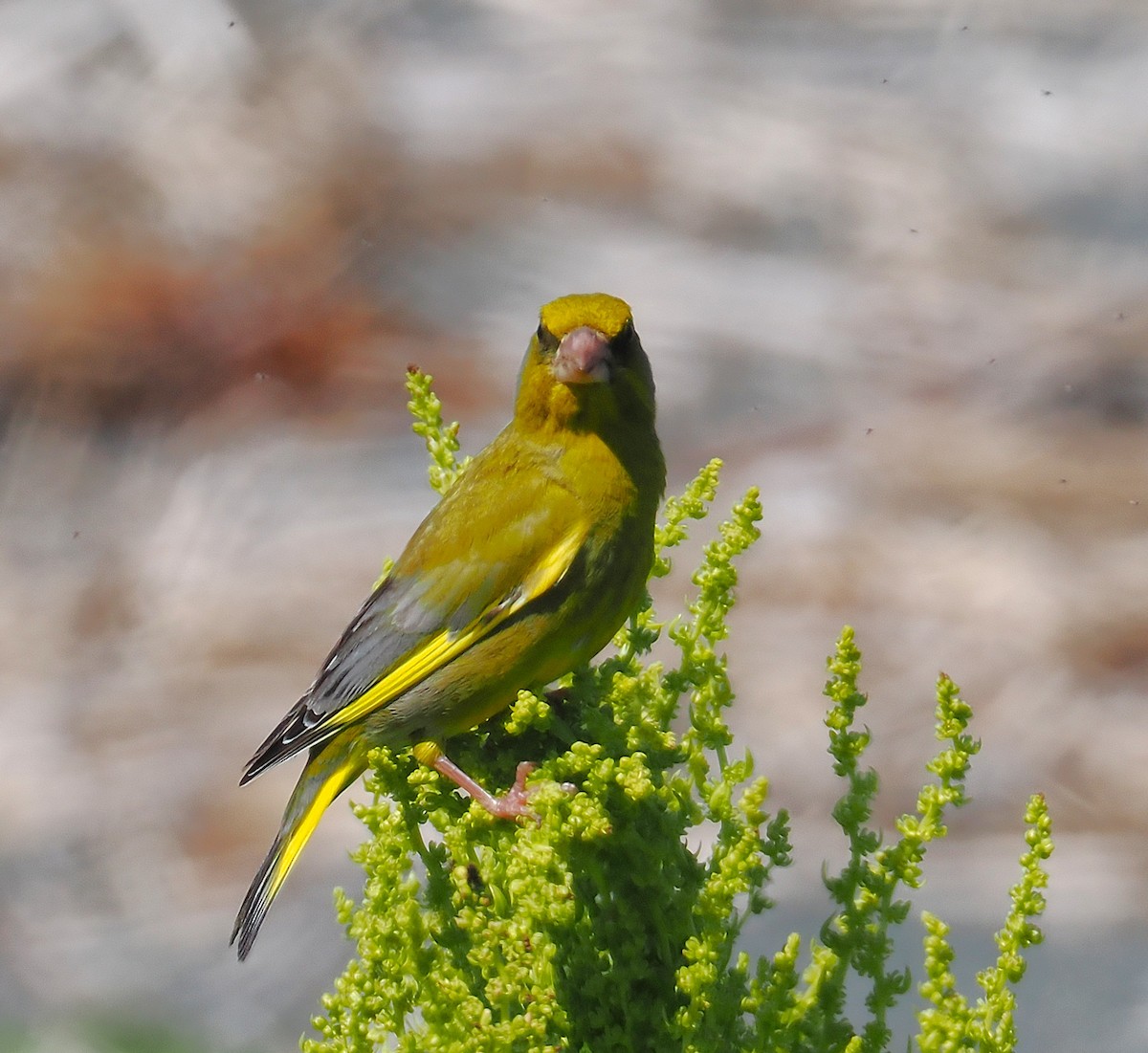 European Greenfinch - ML647063465