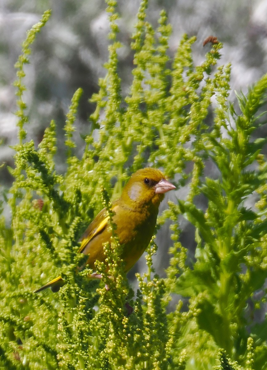 European Greenfinch - ML647063466