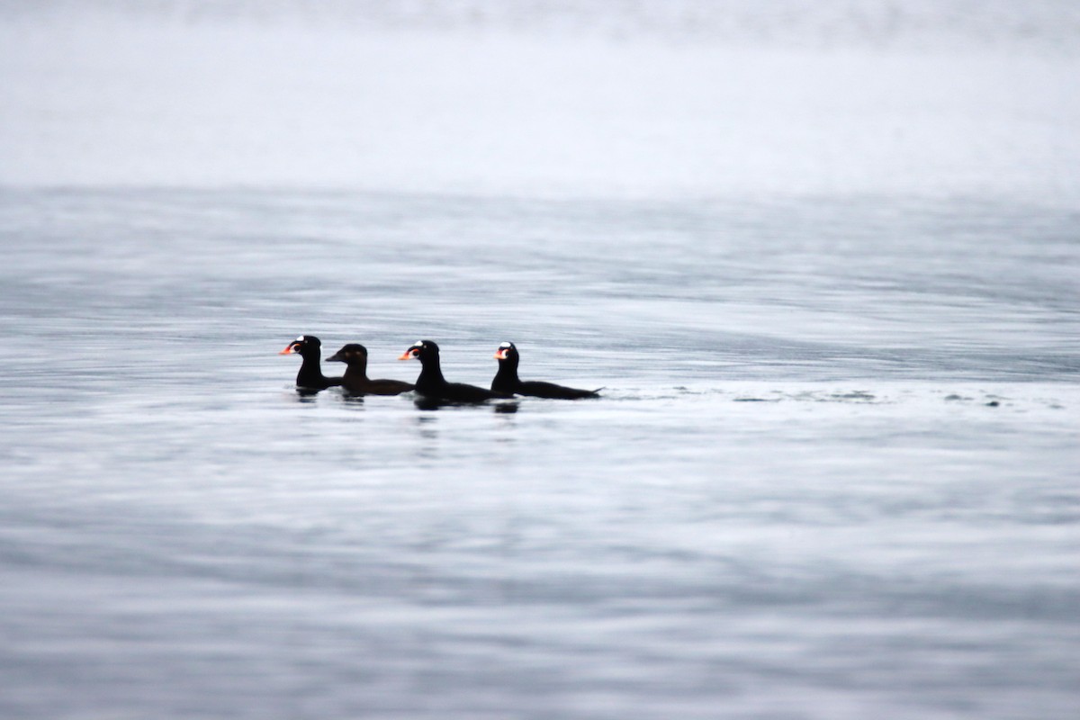 Surf Scoter - ML647063467