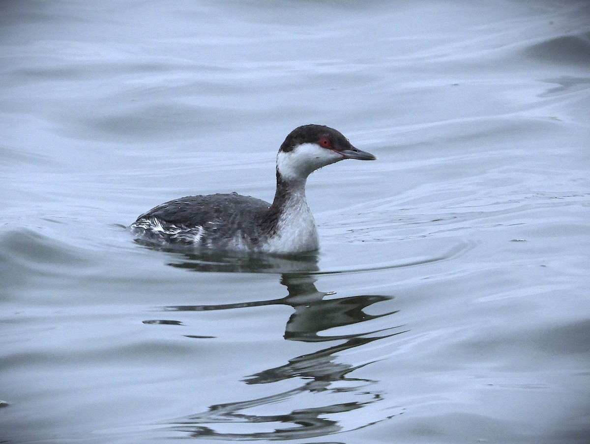 Horned Grebe - ML647063468