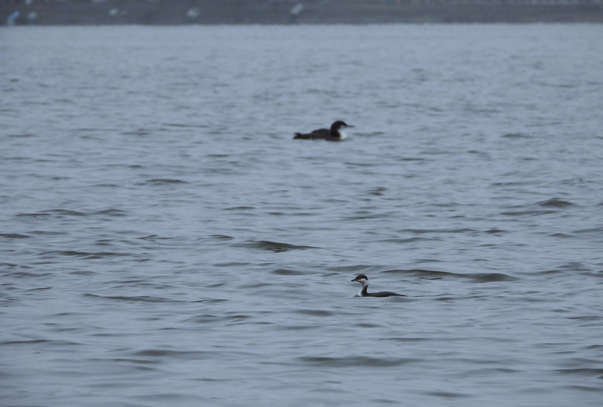 Horned Grebe - ML647063469