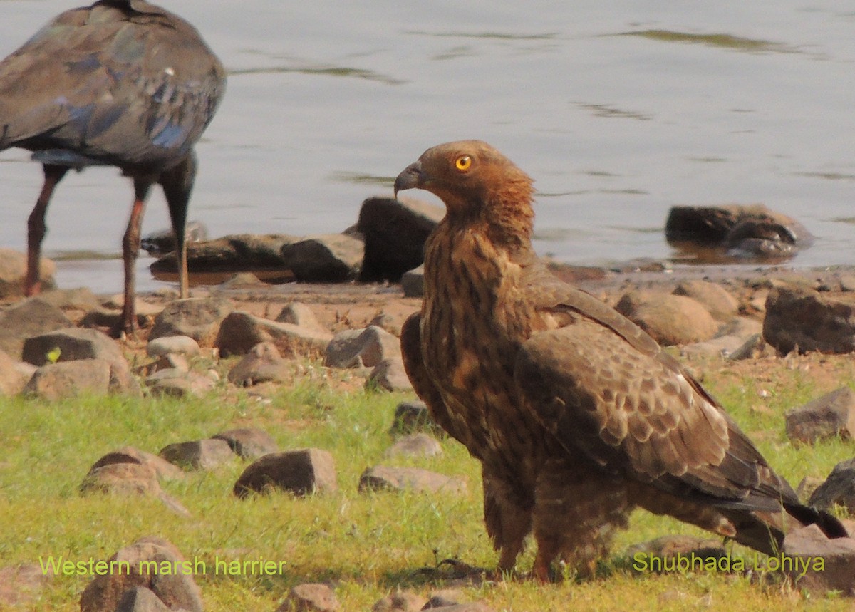 Oriental Honey-buzzard - ML647063471
