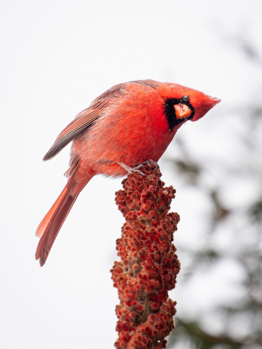 Northern Cardinal - ML647063472