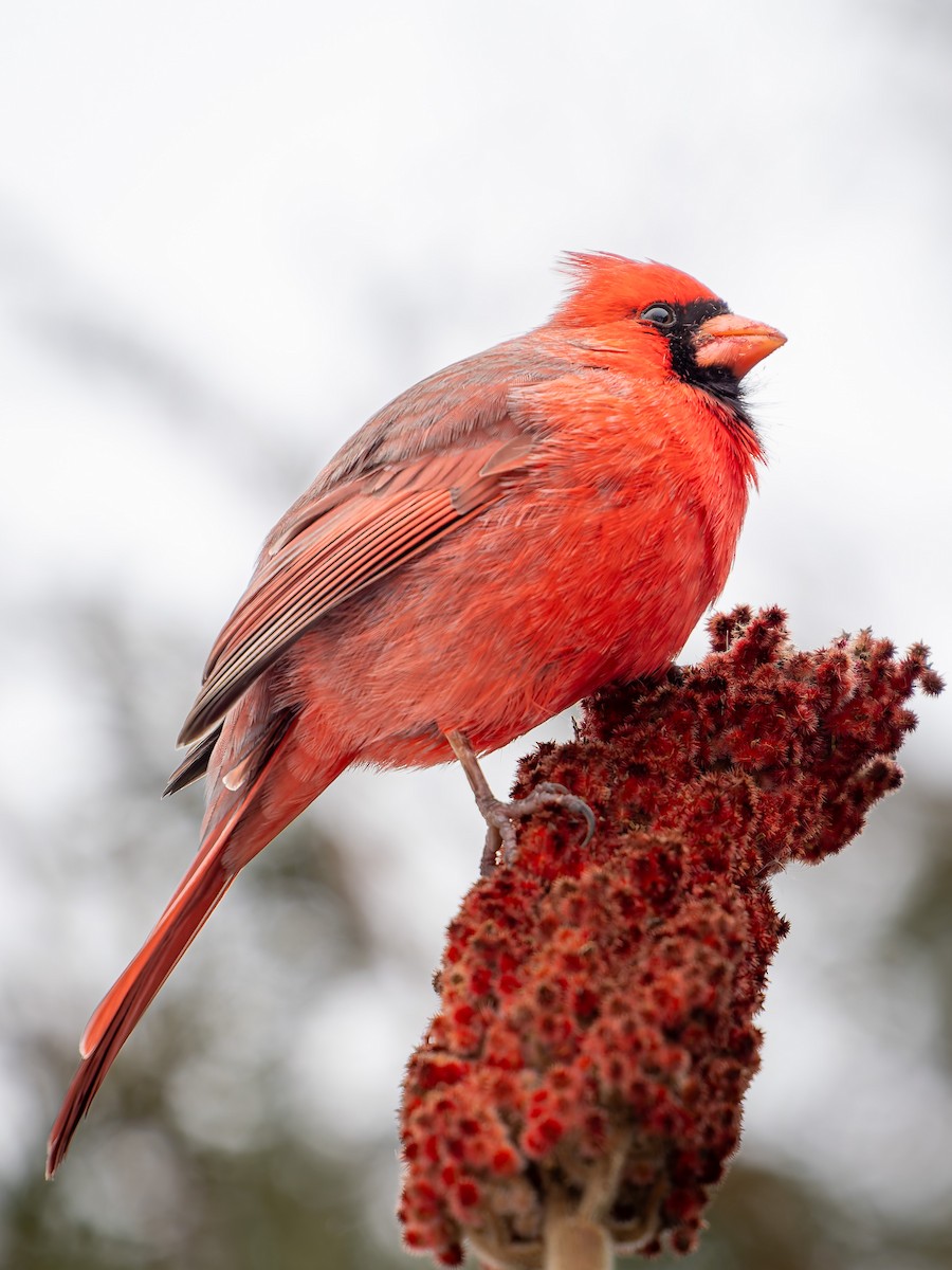Northern Cardinal - ML647063473