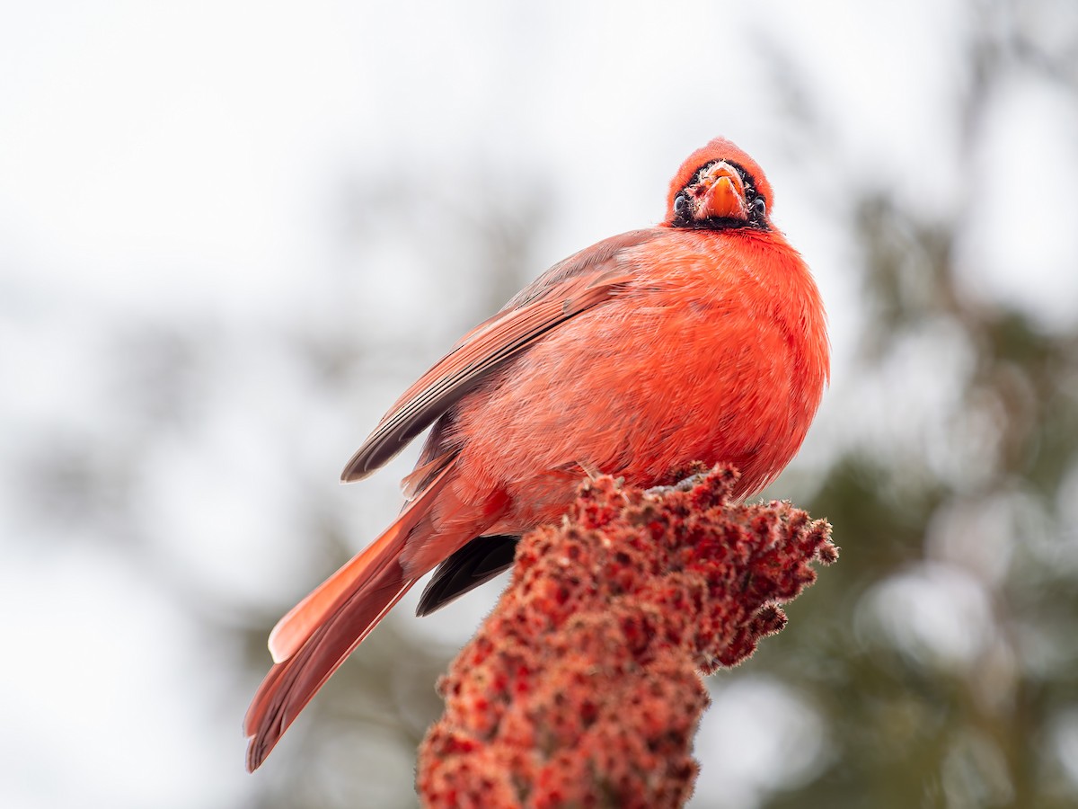 Northern Cardinal - ML647063474