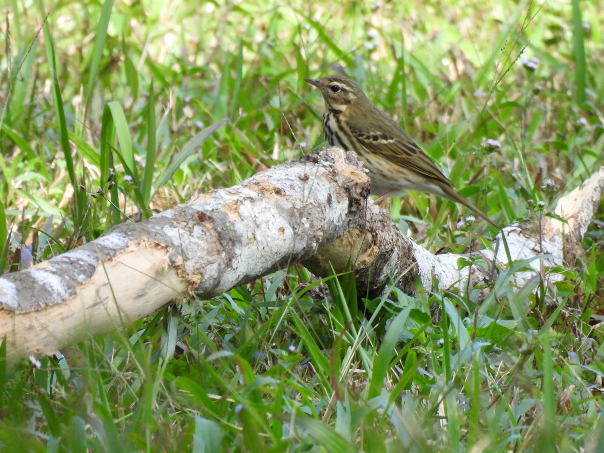 Olive-backed Pipit - ML647063475