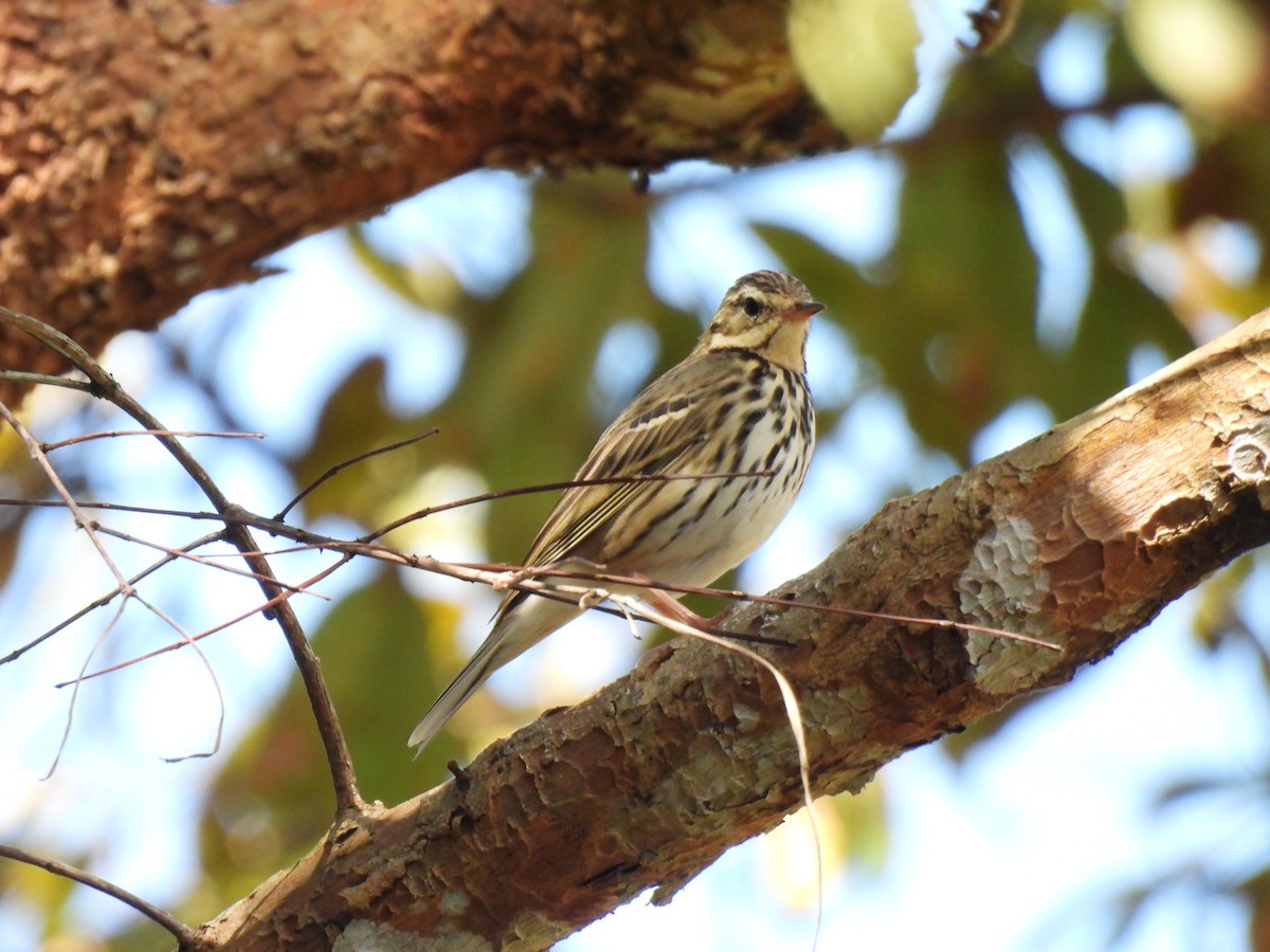 Olive-backed Pipit - ML647063476